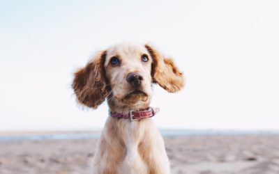 La communication intuitive avec les animaux : une relation d’âme à âme